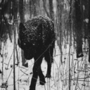 dirtyjeepdirtyboots avatar