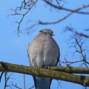 dirtypigeon19 avatar