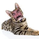 disaster-cryptids avatar