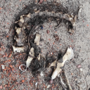 disaster-of-98 avatar