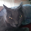 disaster-writes avatar