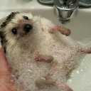 disasterbastardvibes avatar