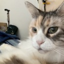 disasterchorale avatar