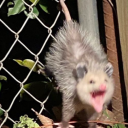 disasterfroggs avatar