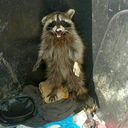 disasterghostie avatar