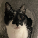 disasterplanet avatar