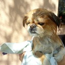 disasterpvssy avatar