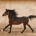 disc-horse-of-course avatar