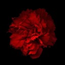 disclaimeriamaloser avatar