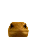 disco-lizard avatar