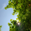 disconnektedthoughts avatar