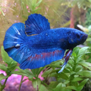 discothebetta avatar