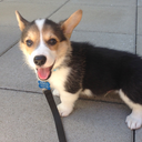 discothecorgi avatar