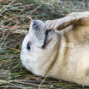 discount-mothman avatar