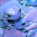 discountmareep avatar