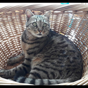 disenchanted97-blog avatar