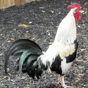 disfunctionalchicken avatar