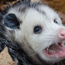 disgruntledopossumsims avatar