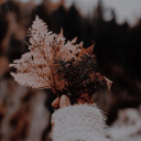 disguisedfeelings avatar