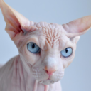 disgxsting-blog avatar