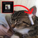 disloyall-orderr avatar