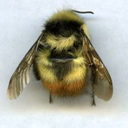 disloyalorderofworkerbees avatar