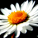 disney1234-blog avatar