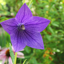 disneyprincessdefender avatar