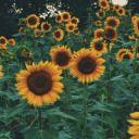 dispersiindue avatar