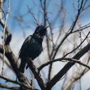 disregardingly avatar