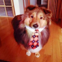 dissociateddog avatar