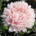 dissociativeresources avatar