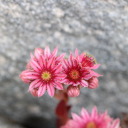 distance-is-audacious avatar