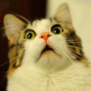 distinguishedhoundwombatvoi-blog avatar