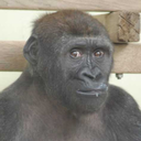 distorted-tord avatar