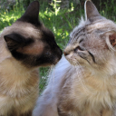 distresseddove avatar