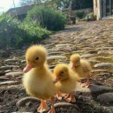 ditchesanddunes avatar