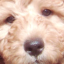 ditzylabradoodle avatar