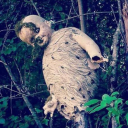 ditzytransgirl avatar