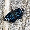 divabrown8713 avatar