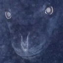 divine-lady-owl avatar