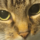 divinefelinebast avatar