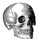 divinest-sense avatar