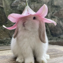 dizzybunny101 avatar