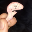 dizzydobermann avatar