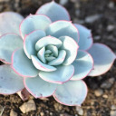 dlrowlufituaeb avatar