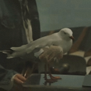 do-or-dichotomy avatar