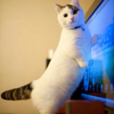 dobbyisfreeeeeee avatar