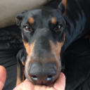 dobernose avatar