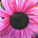 doccubusloveforever avatar